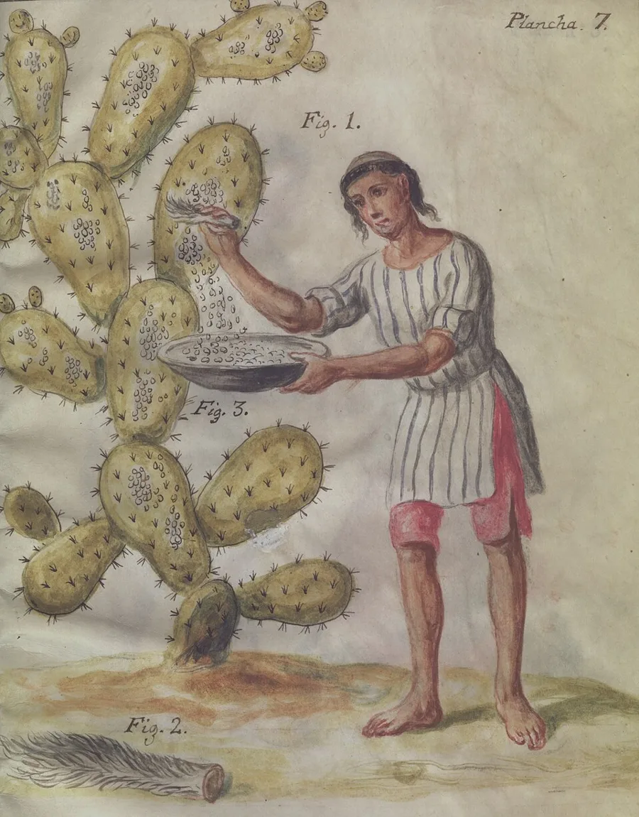 A watercolor of a man in a striped tunic brushing small white insects off the pads of a prickly pear cactus with a deer's tail into a shallow bowl; the deer tail is drawn separately below.