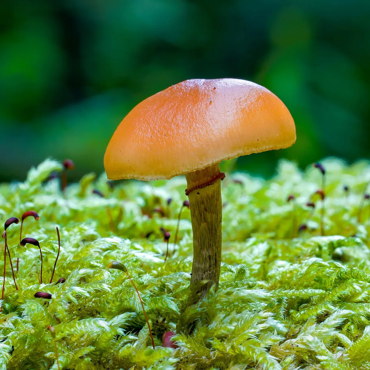 A small mushroom with a smooth orange-brown cap and a thin stem with a faint ring, growing from moss.
