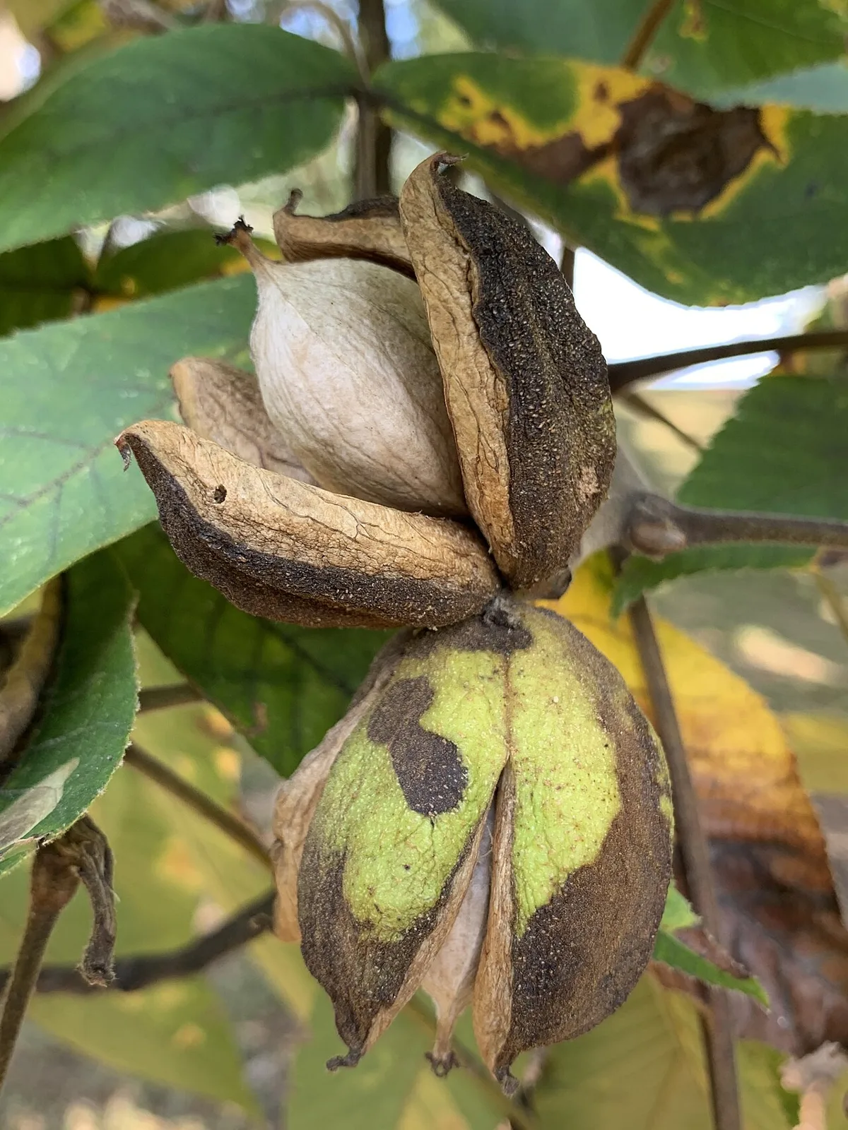 A shagbark hickory nut with its thick husk split into four sections, revealing the pale nut.