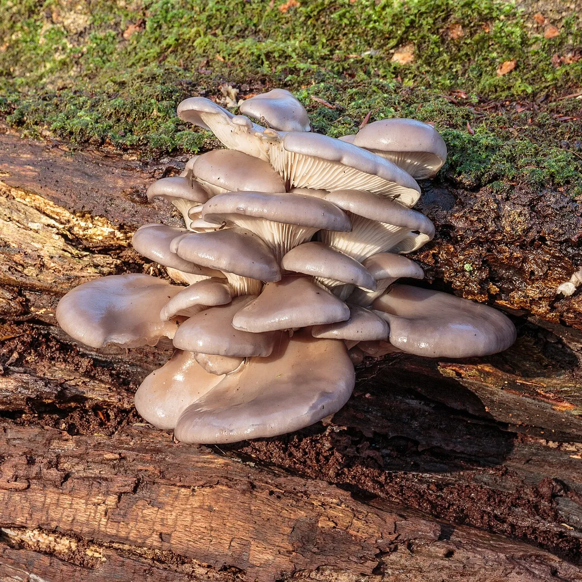 A shelf-like cluster of gray oyster mushrooms with white gills growing from a dead trunk.