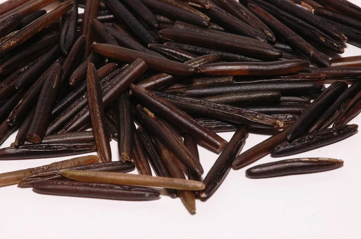 Close-up of long, dark, finished wild rice grains.