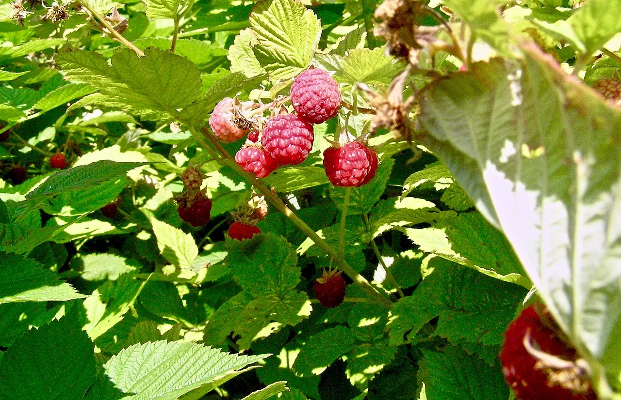 Ripe red raspberries and a few unripe pale ones hanging among green leaves on a raspberry cane.