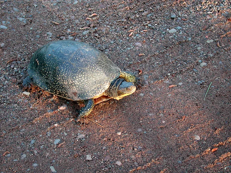 A Blanding's turtle with a high domed, dark shell flecked with pale yellow spots and a bright yellow chin and throat, crossing a gravel road.