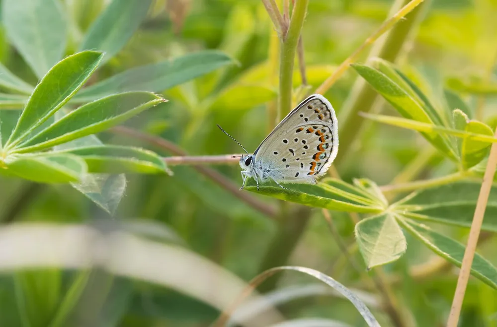 A small butterfly with its wings closed, showing gray-white undersides with black spots and a band of orange spots near the edge, perched on a palm-shaped wild lupine leaf.