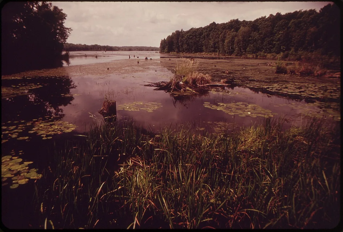 Old weathered stumps and root masses standing in the shallow water of a northern Wisconsin flowage, with second-growth forest along the shore.