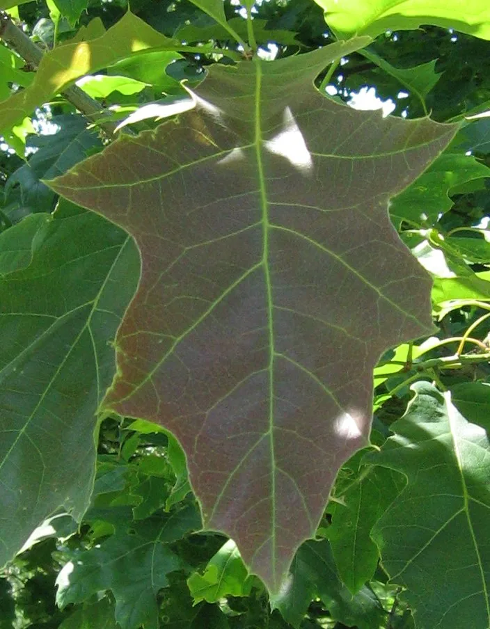 A northern red oak leaf backlit on the tree, with shallow sinuses and pointed lobes ending in small bristle tips.
