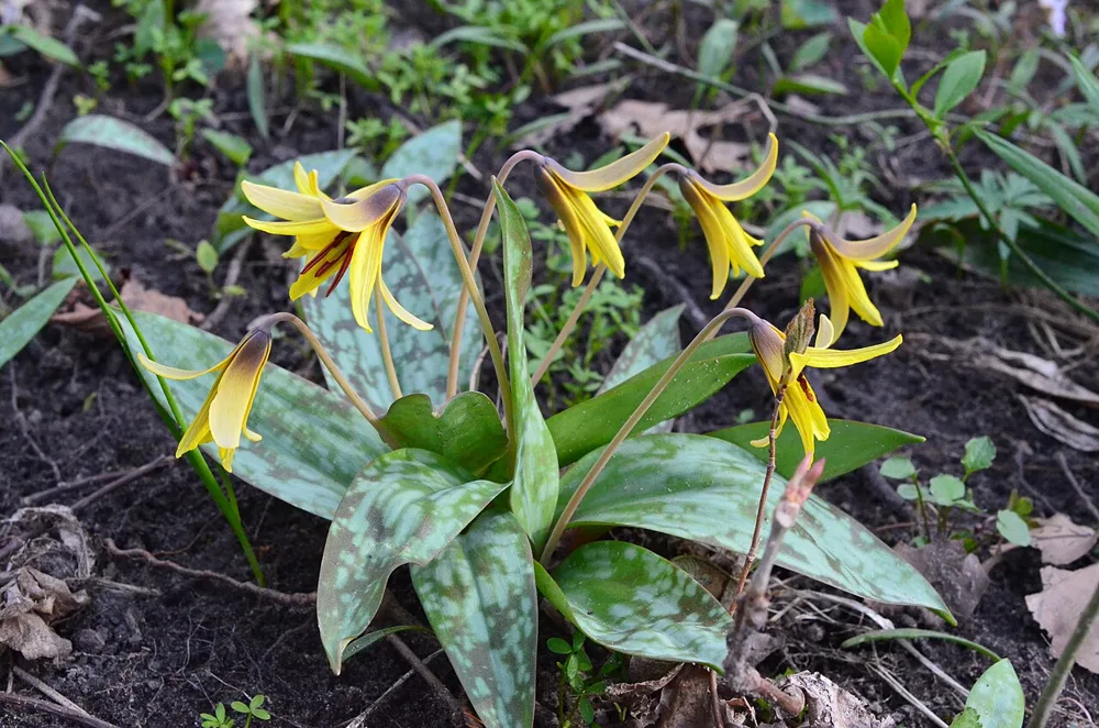A nodding yellow trout lily flower with petals swept back over brown-mottled leaves.