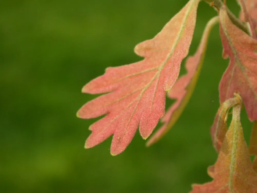 A young white oak leaf in spring, pinkish and downy, with rounded lobes and no bristles at the tips.